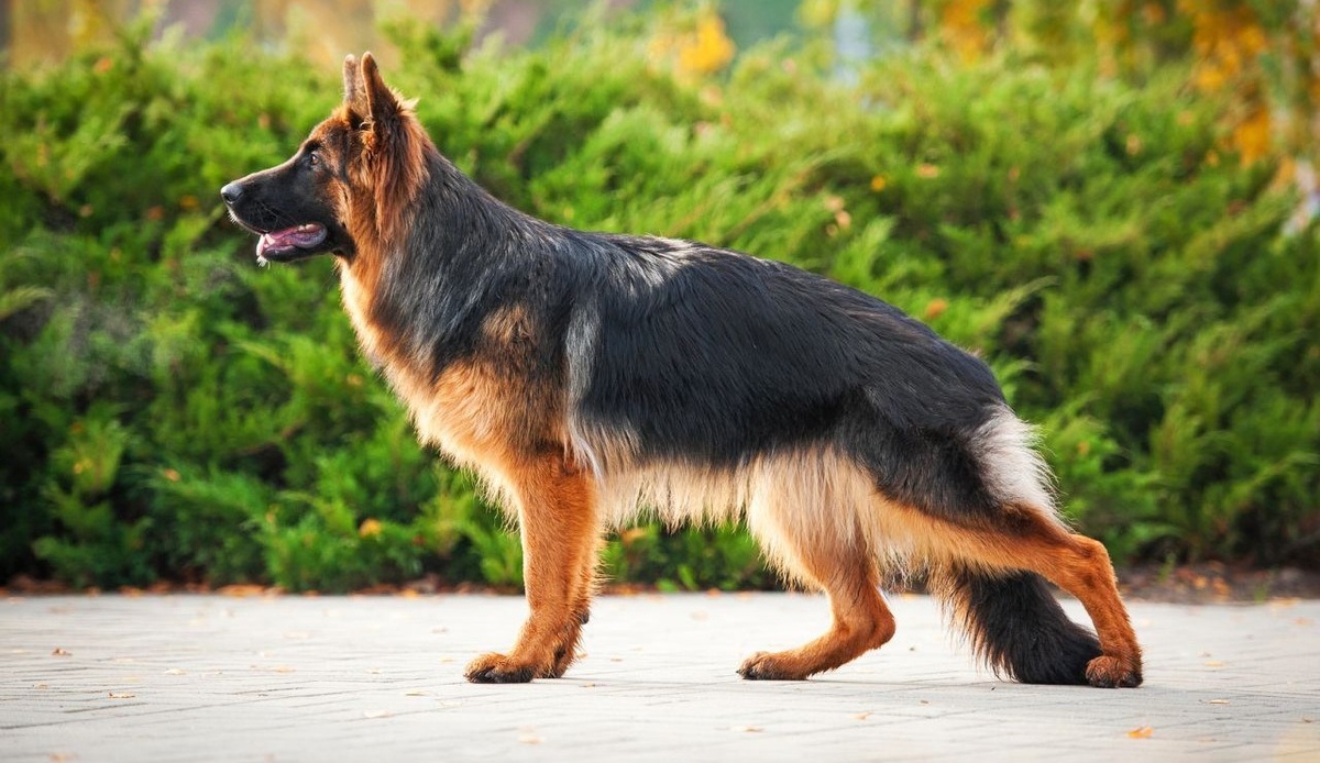 Прекрасный представитель немецкой овчарки. Фото из свободного доступа