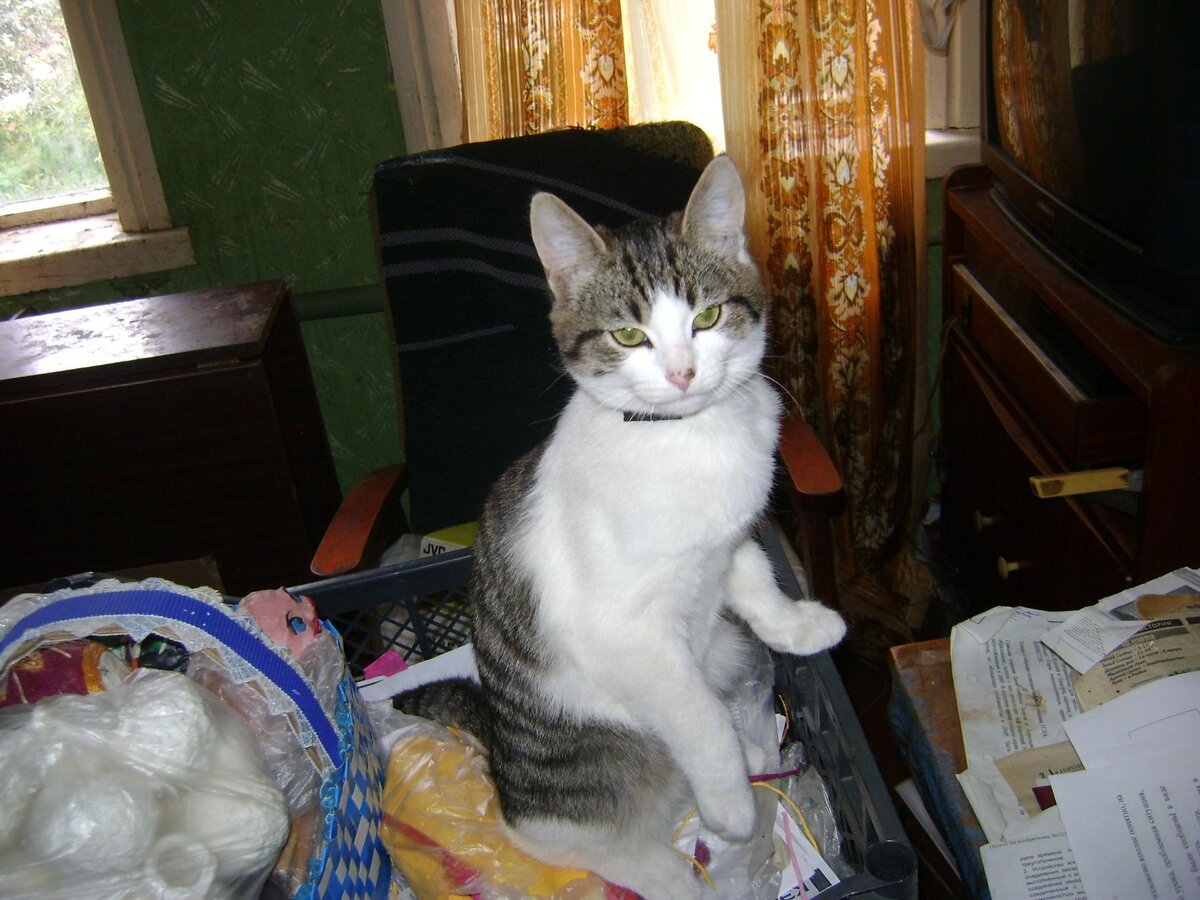 Шкода Яшенька. На фото ему месяцев 5.