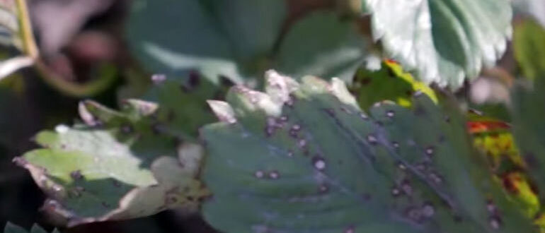 Бурые пятна с белой точкой посередине