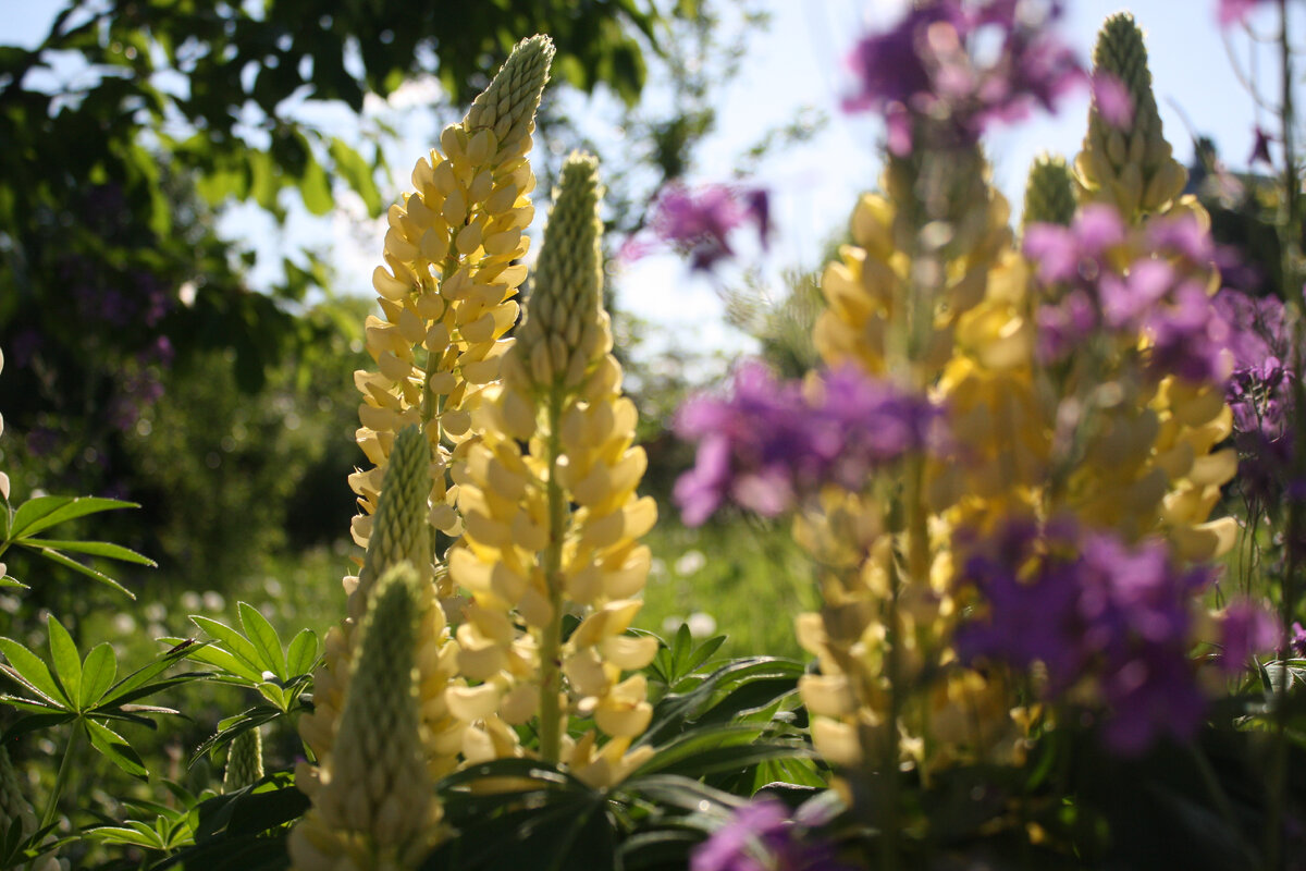 Как пшеница сделала своим рабом человека.