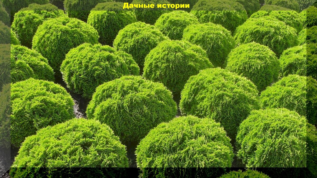 Ландшафтный дизайн Вашего участка. С чего же начать? Мы собрали для Вас несколько советов