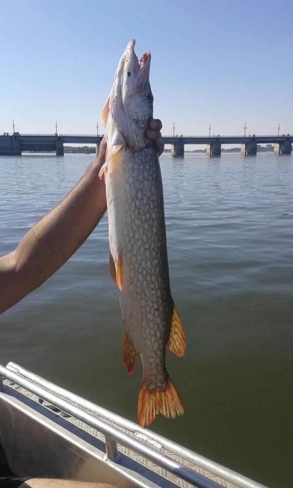 Отличная щука, пойманная на троллинг в Астраханской области. Ни для кого не секрет, что Астрахань славится своими рыболовными трофеями.