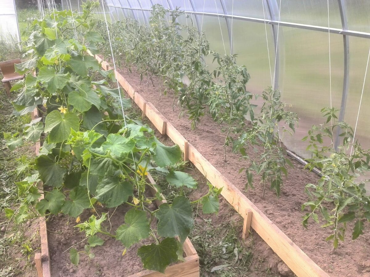 Томаты и огурцы, растущие в теплице.