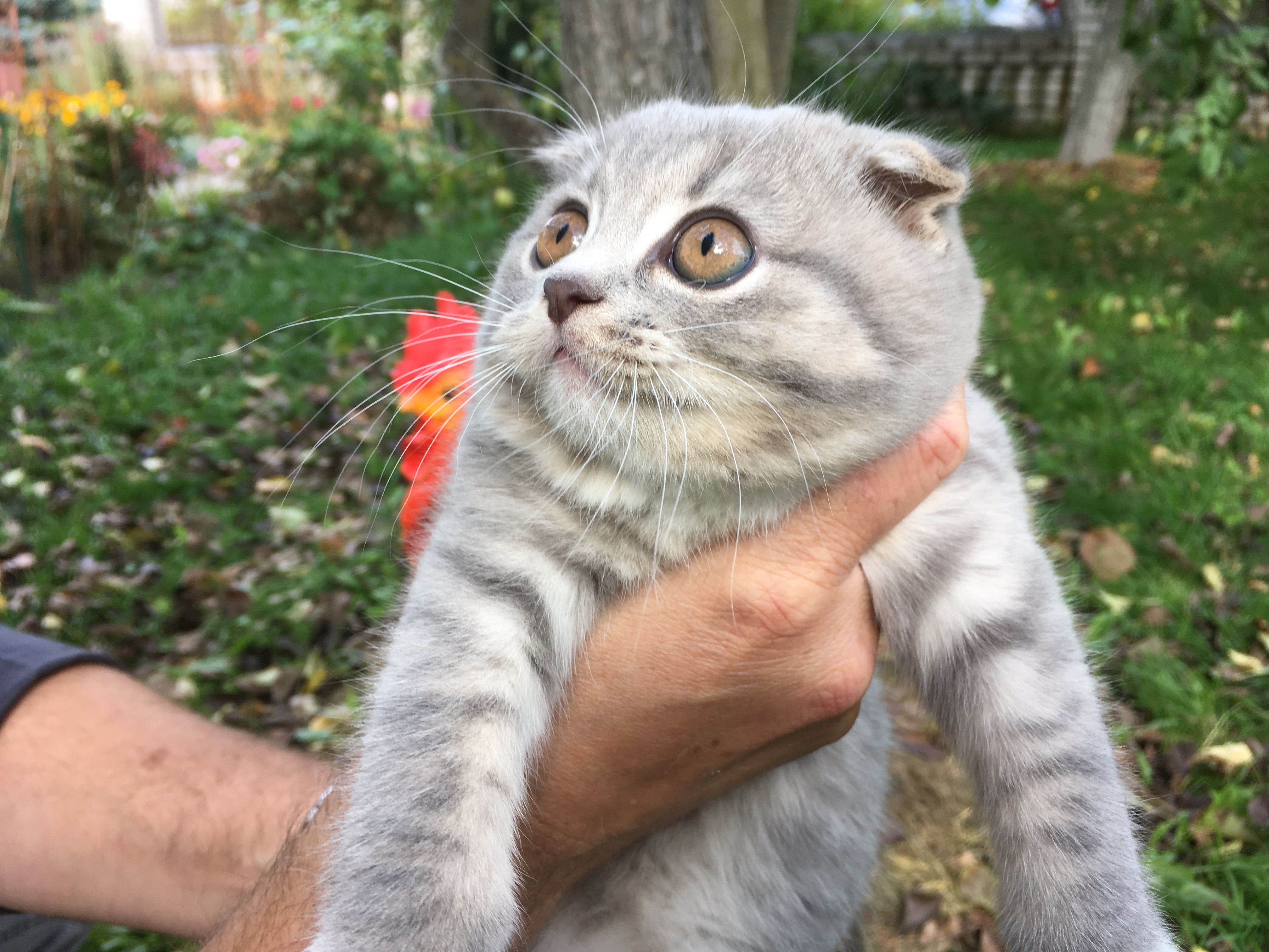 Котенок: "Я и сам ничего не понимаю..."