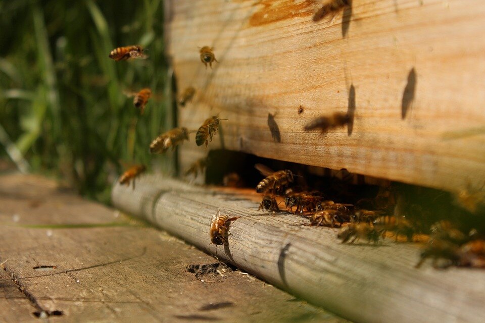 Источник: pixabay.com/