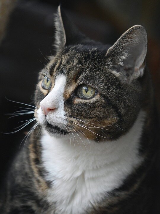 https://pixabay.com/photos/cat-old-cat-pet-cat-portrait-4086096/