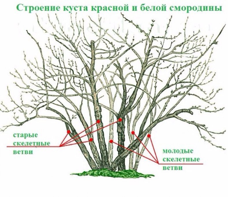 Подстричь крыжовник и смородину