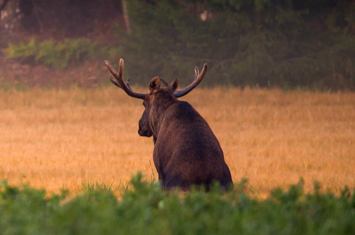 Общественники уверены, что остров вырубают по программе «Столичное здравоохранение». По официальным заявлениям, деревья валят для санитарных целей.