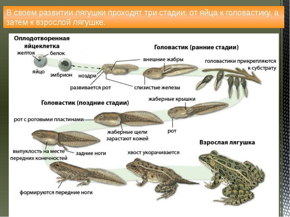 На рисунке изображены стрекозы в разный период онтогенеза