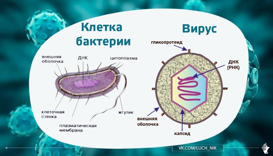 Вирусы отличаются от бактерий. Разница между вирусом и бактерией. Отличие вируса от бактерии. Строение вирусов и бактерий.
