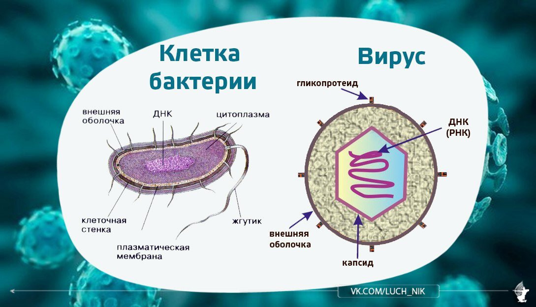 Вирусы в отличие от бактерии ответ. Вирусы отличаются от бактерий. Разница между вирусом и бактерией. Различия вируса от бактерии. Строение вируса и бактерии.