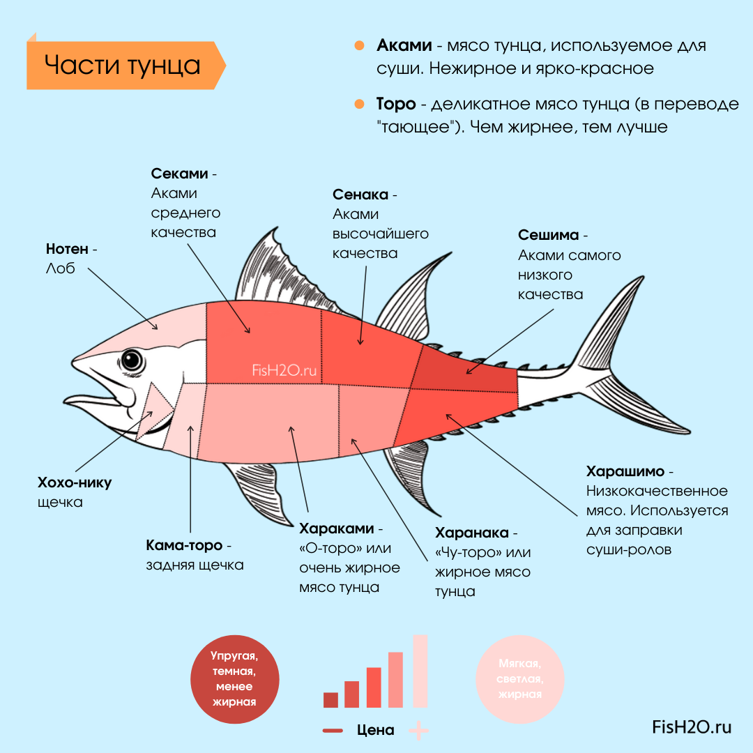 Тунец красная рыба или нет. Части рыбы схема разделки. Схема разруба рыбы. Разделка тунца схема. Схема рыбы тунец.