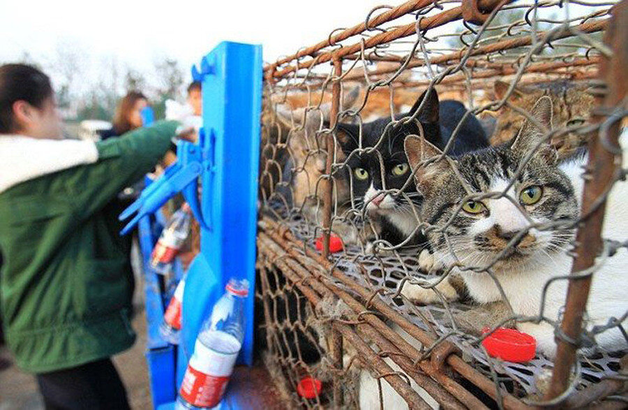 Где едят кошек. Кошачьи фермы китайские. Коты в Китае. Кошка ест