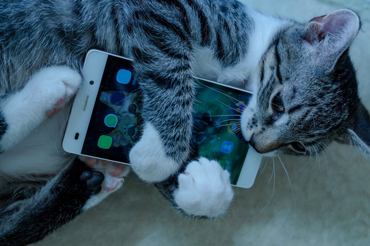Коты с телефоном
