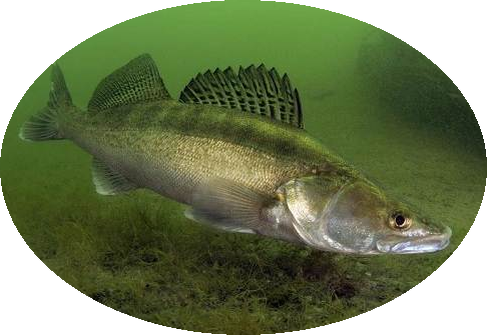 Так внешне выглядит судак, обитает в пресной воде