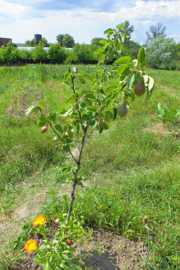 Источник: emupauto.ru