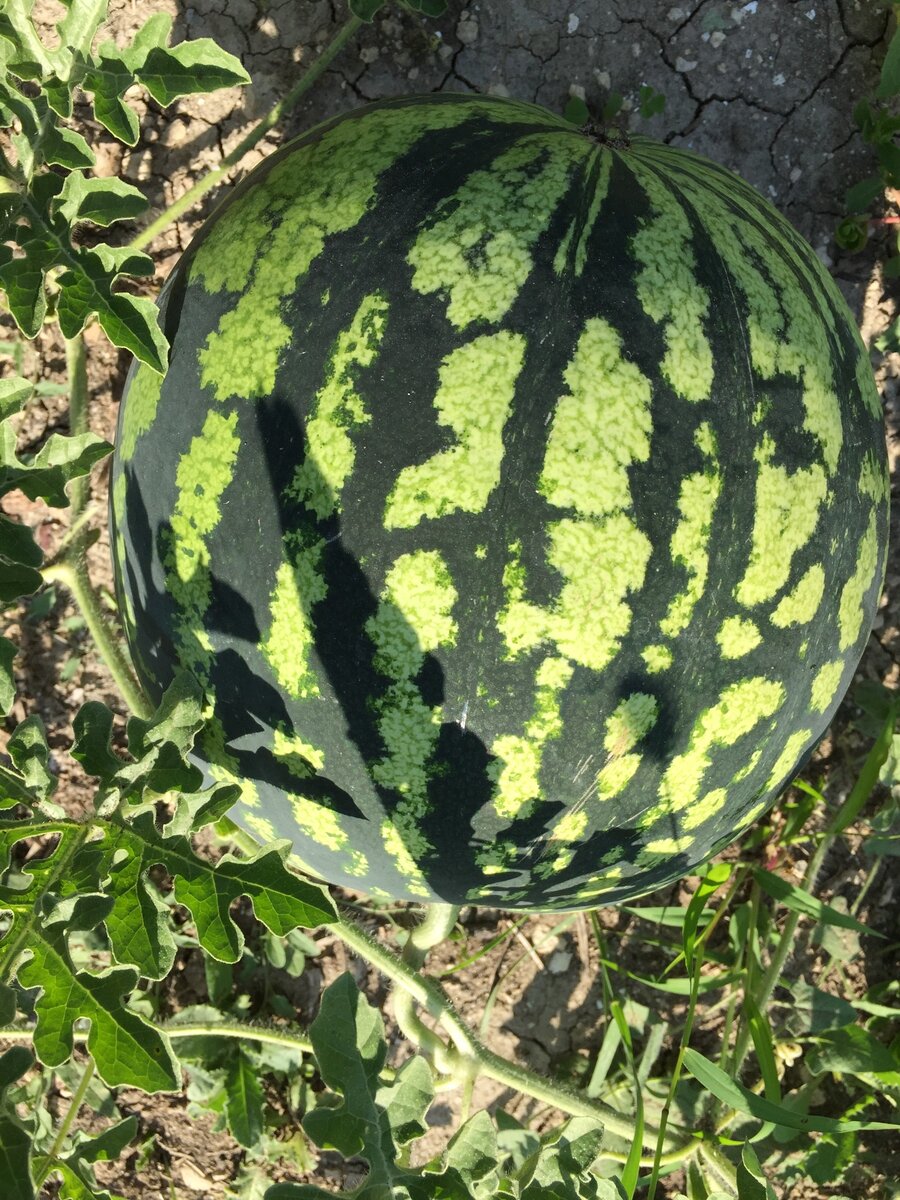 Фото из личного архива.