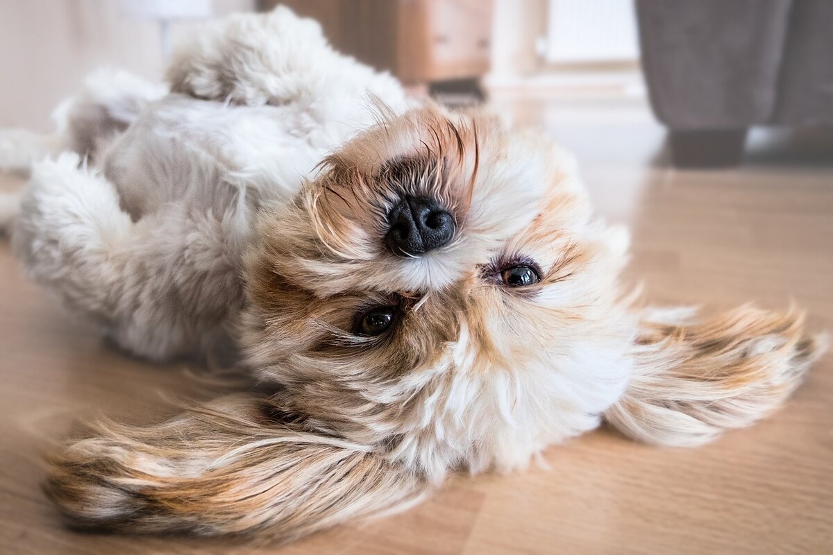 https://pixabay.com/ru/photos/%D1%81%D0%BE%D0%B1%D0%B0%D0%BA%D0%B0-%D0%BB%D1%85%D0%B0%D1%81%D0%B0-%D0%B0%D0%BF%D1%81%D0%BE-%D0%B6%D0%B8%D0%B2%D0%BE%D1%82%D0%BD%D1%8B%D1%85-2785077/