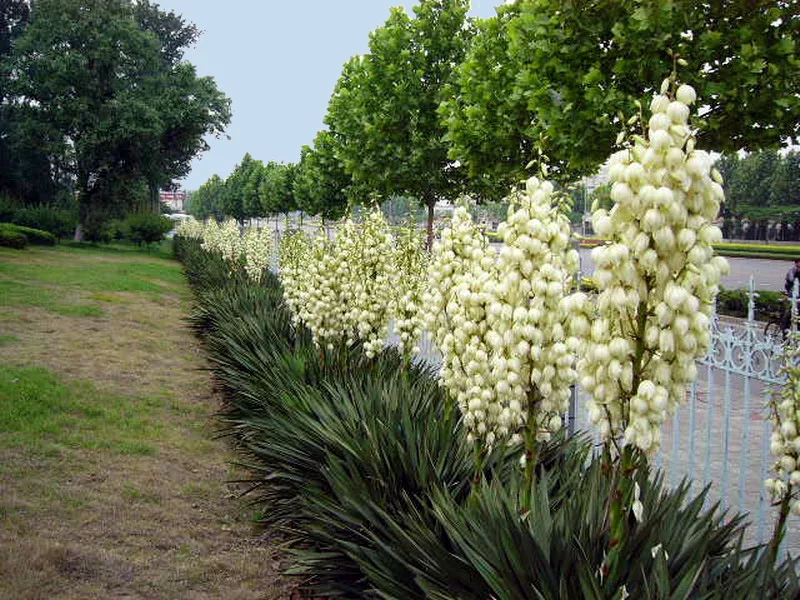 Юкка нитчатая. Ни Юка. Юкка нитчатая (Yucca). Юкка нитчатая Садовая.