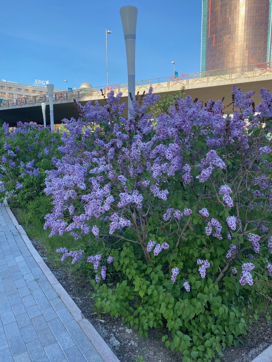 Сирень 😍❤️