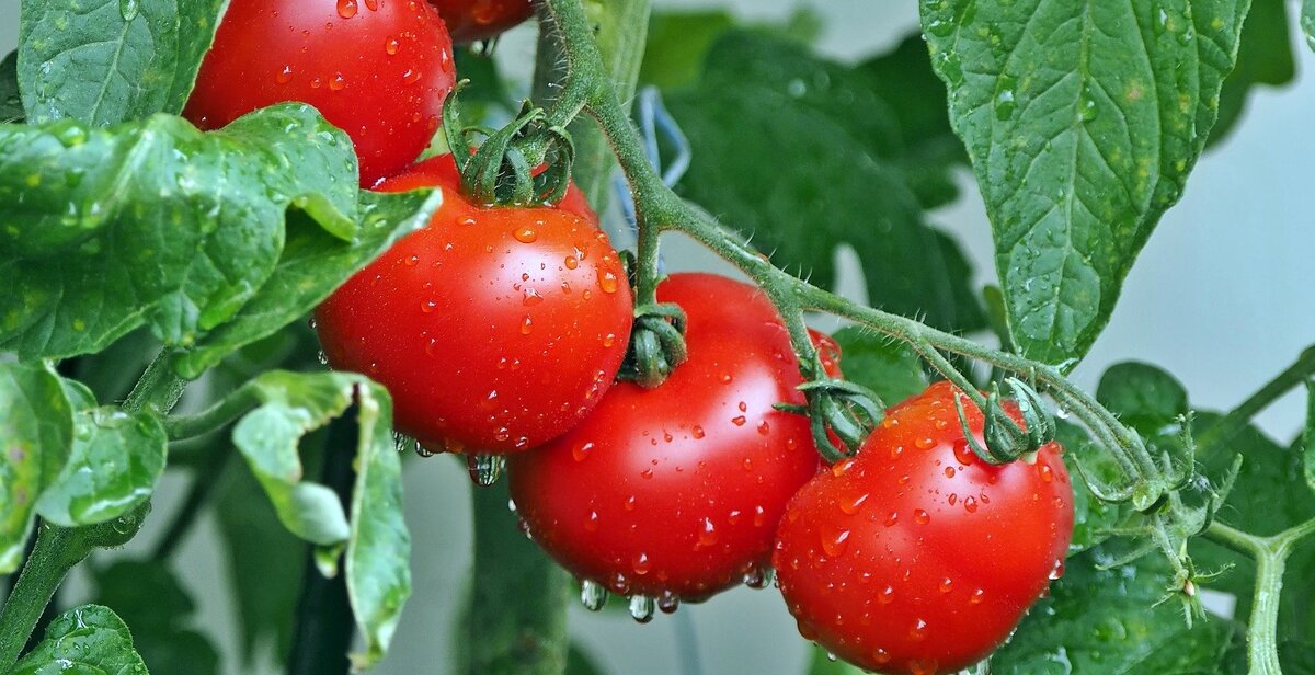 Помидоры  богаты витамином С, органическими веществами.