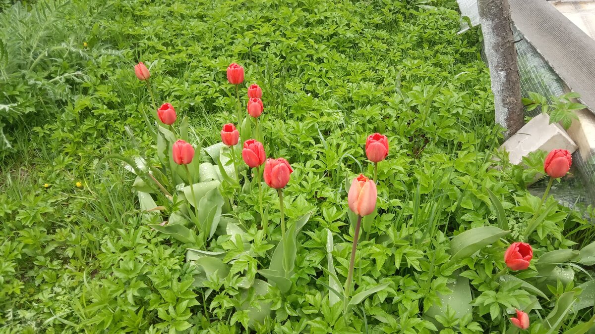 Тюльпаны заполонила сныть - надо срочно  все прополоть