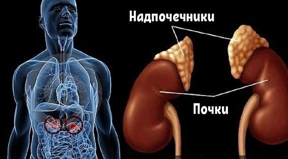 buyraklar va buyrak usti bezlari