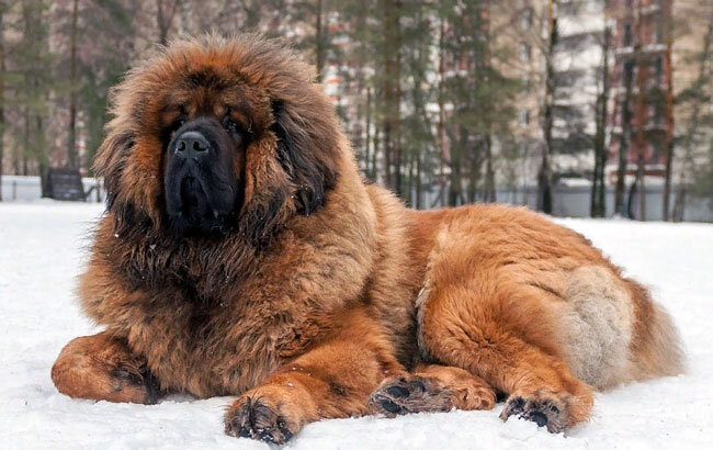 Самая большая порода собак в мире: описание и характеристики