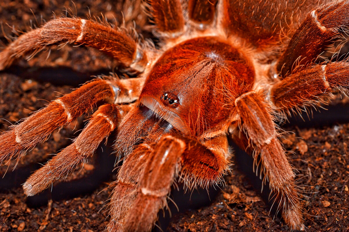 Theraphosa blondi