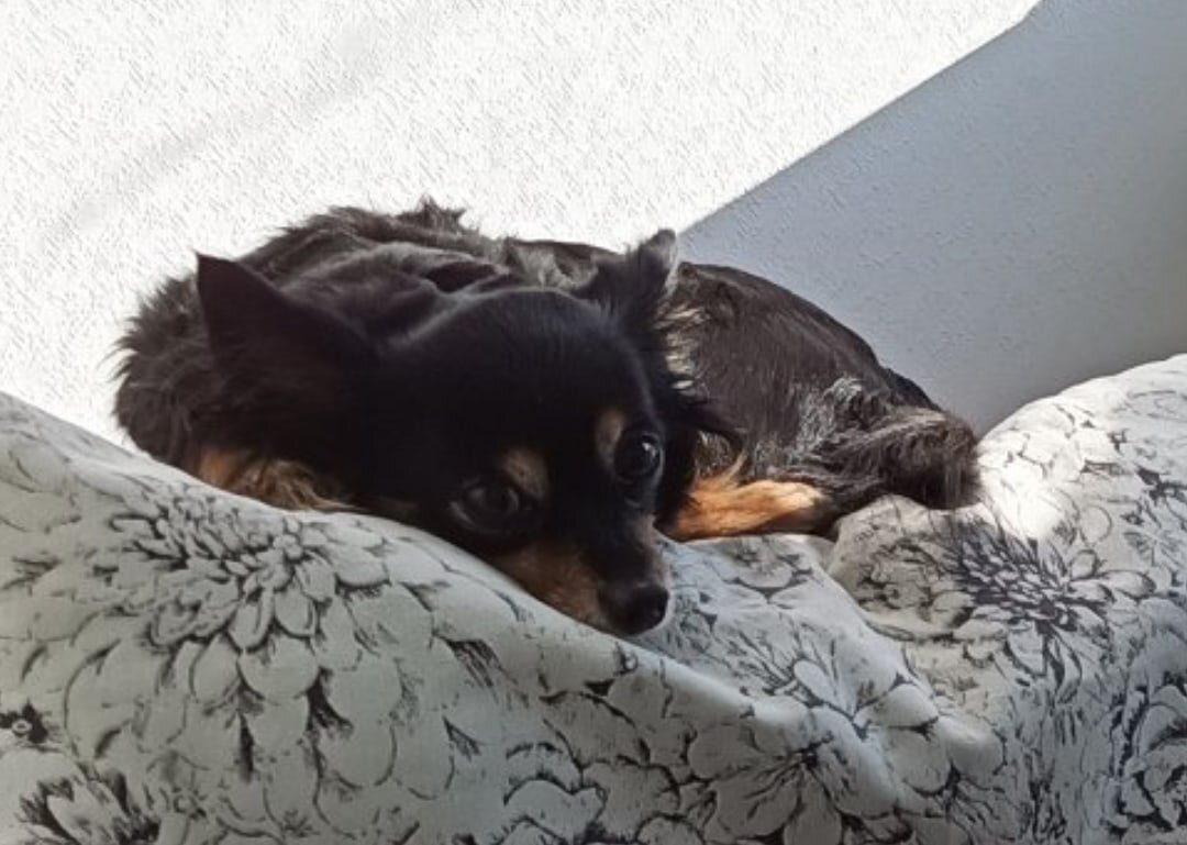 Собака, которую ненавидят