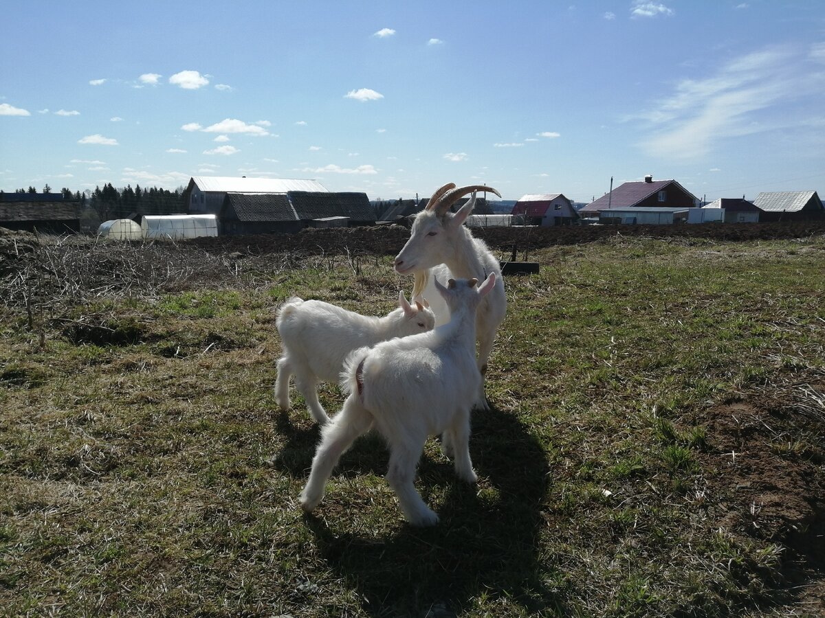 Коза принесла нам двух козлят. 