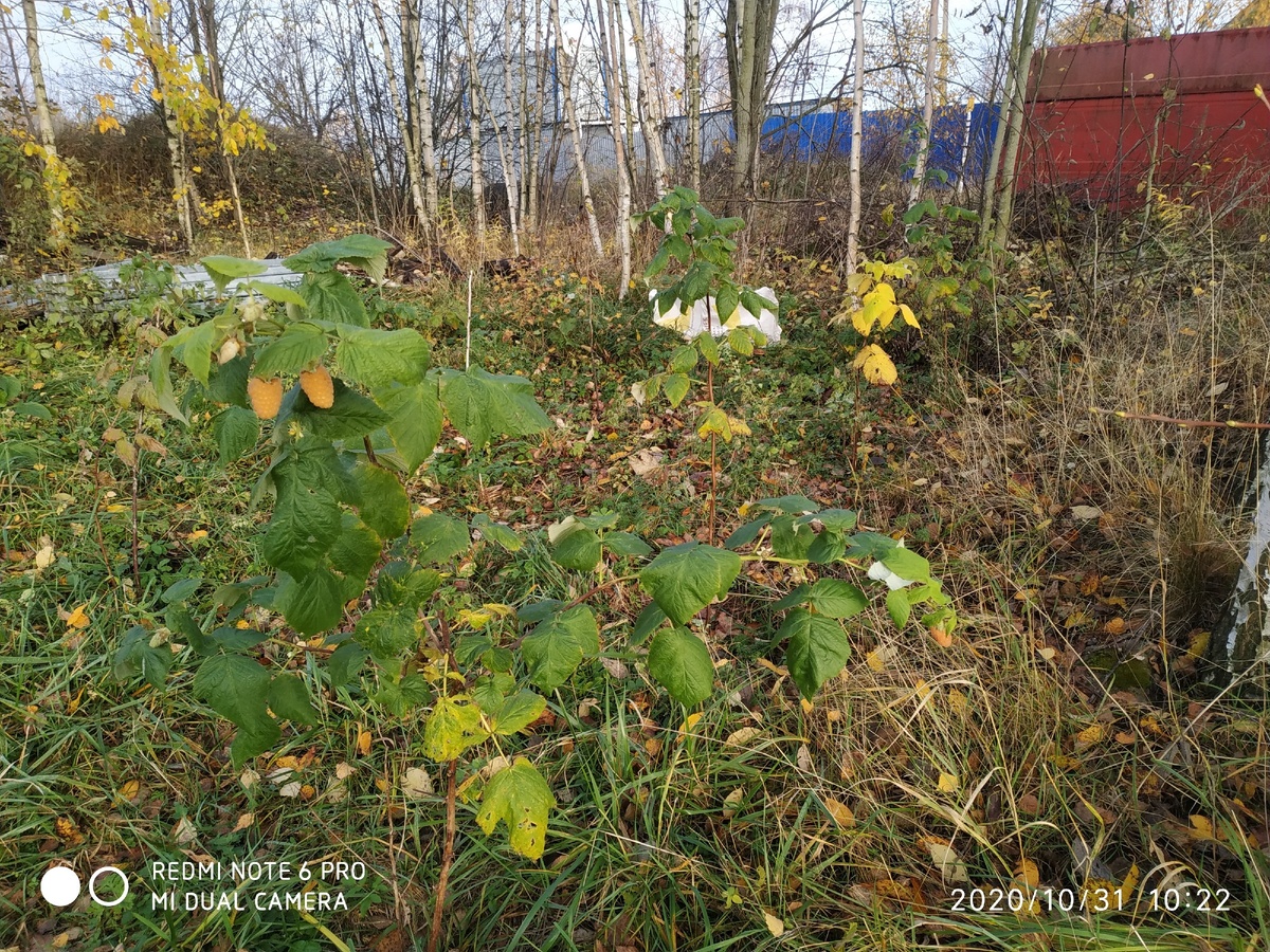 вот они, ягодки!