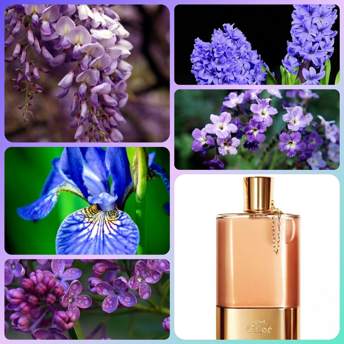 Столько фиолетово-сиреневых оттенков в Love Chloe! Коллаж автора
