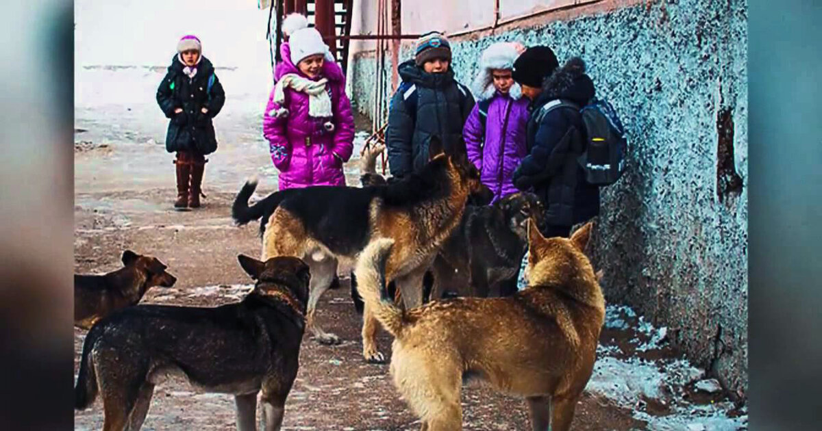 Собак где сейчас. Бродячие собаки. Встреча с бездомной собакой. Нападение бездомных собак. Бездомные животные и человек.