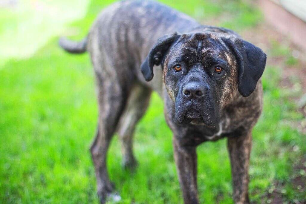 Испанский алано