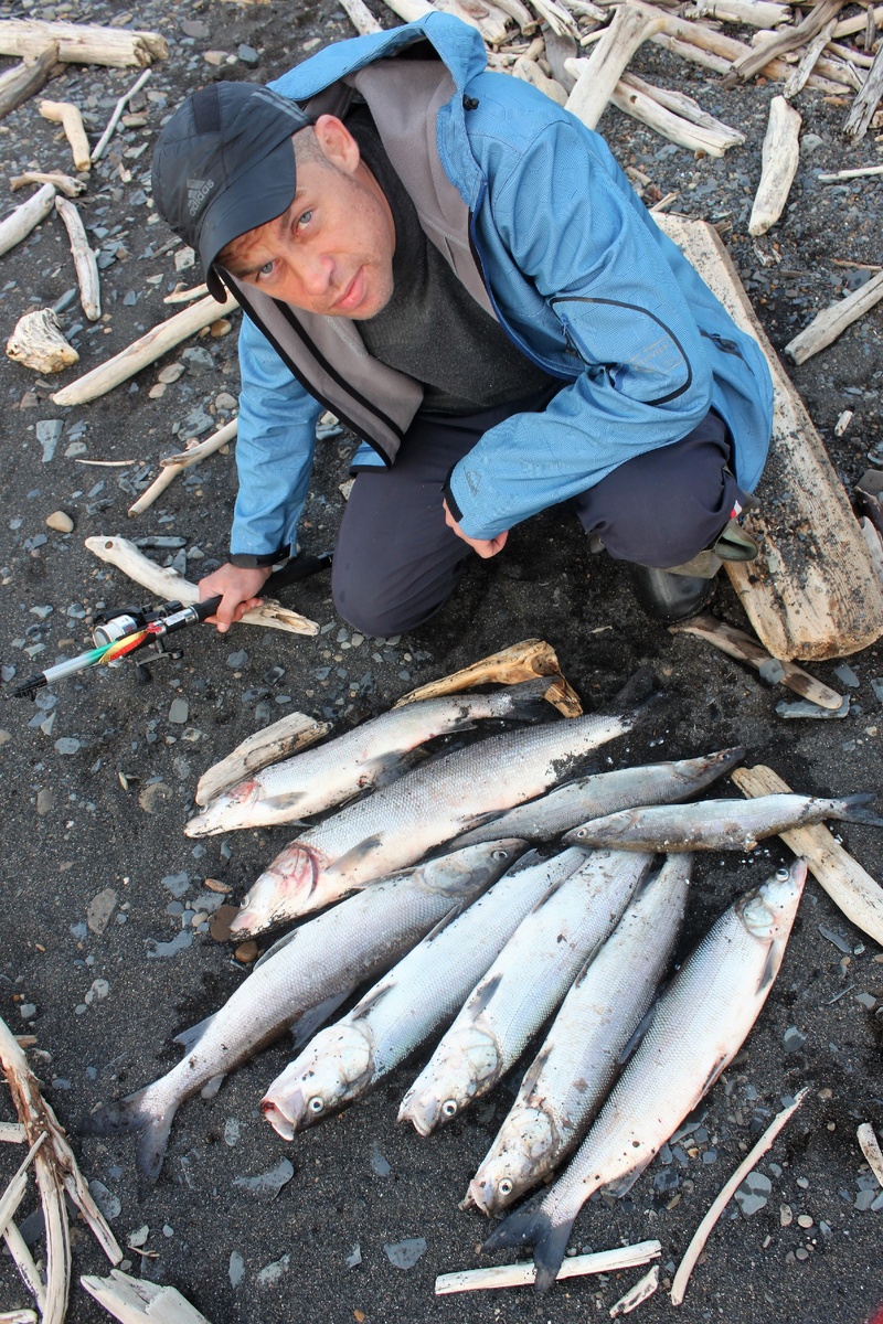 Нельма поймана на спининг с берега