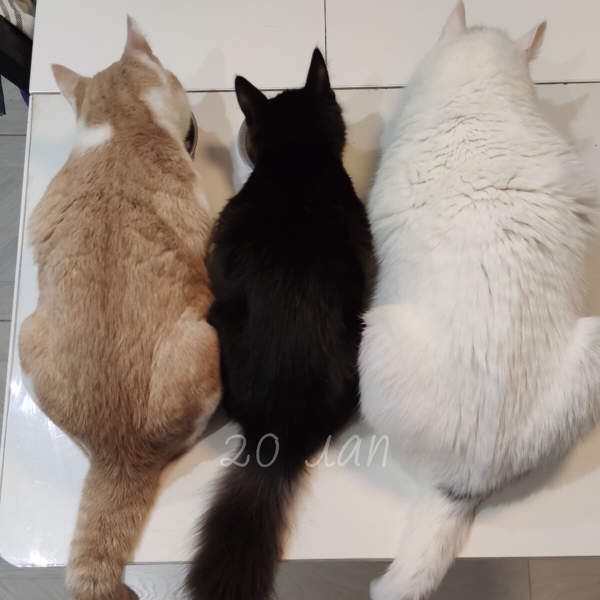 Три кота, подобранные из разных мест в разное время - мы все живем дружно и без проблем