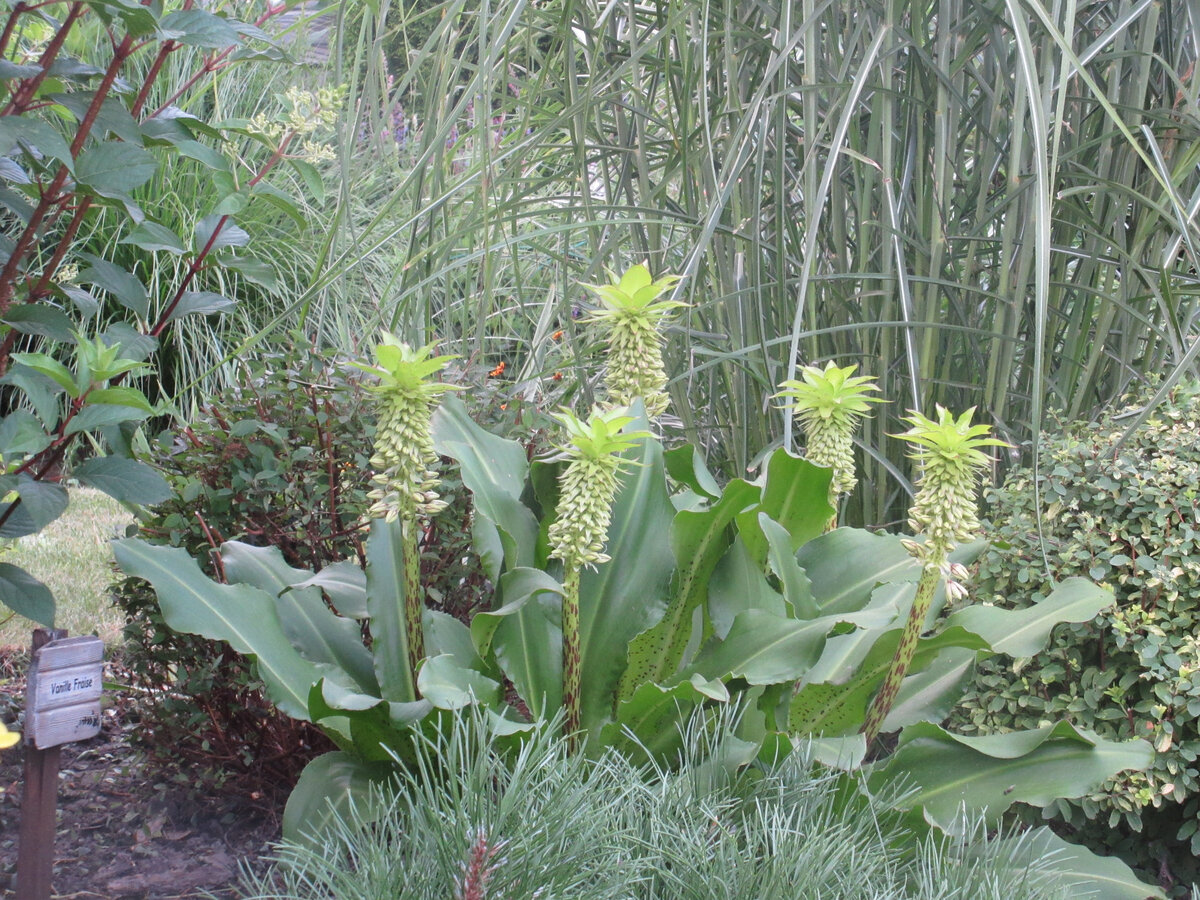 Июль. Эукомисы еще не цветут, но уже хороши!