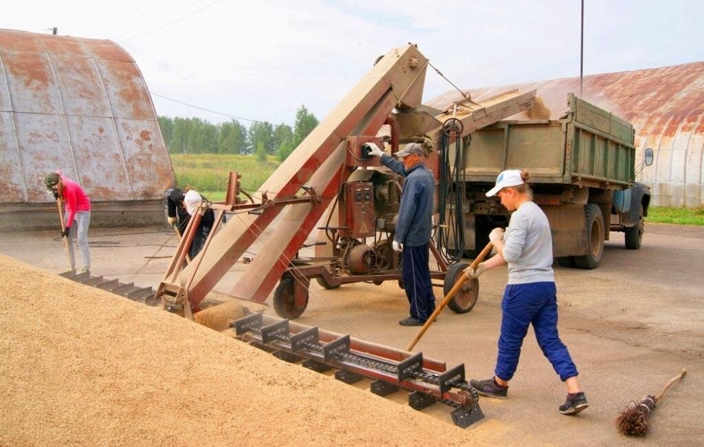 Зерно на току картинки