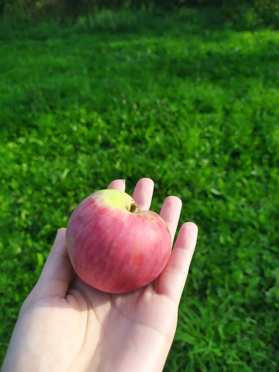 Знаменитые яблоки из Коломенского парка