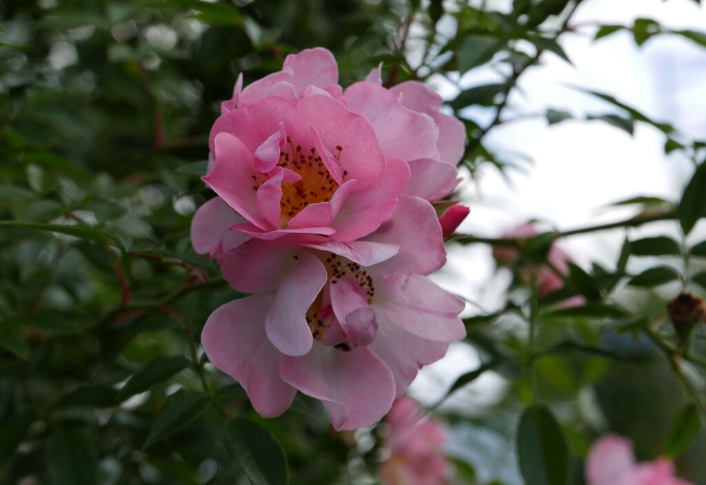 Open Arms, Warner Великобритания, 1995, Рамблеры