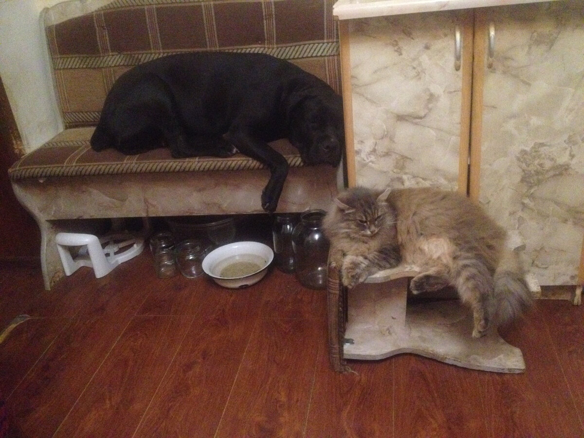 Дружить не дружили, но вместе жили. Фото автора.