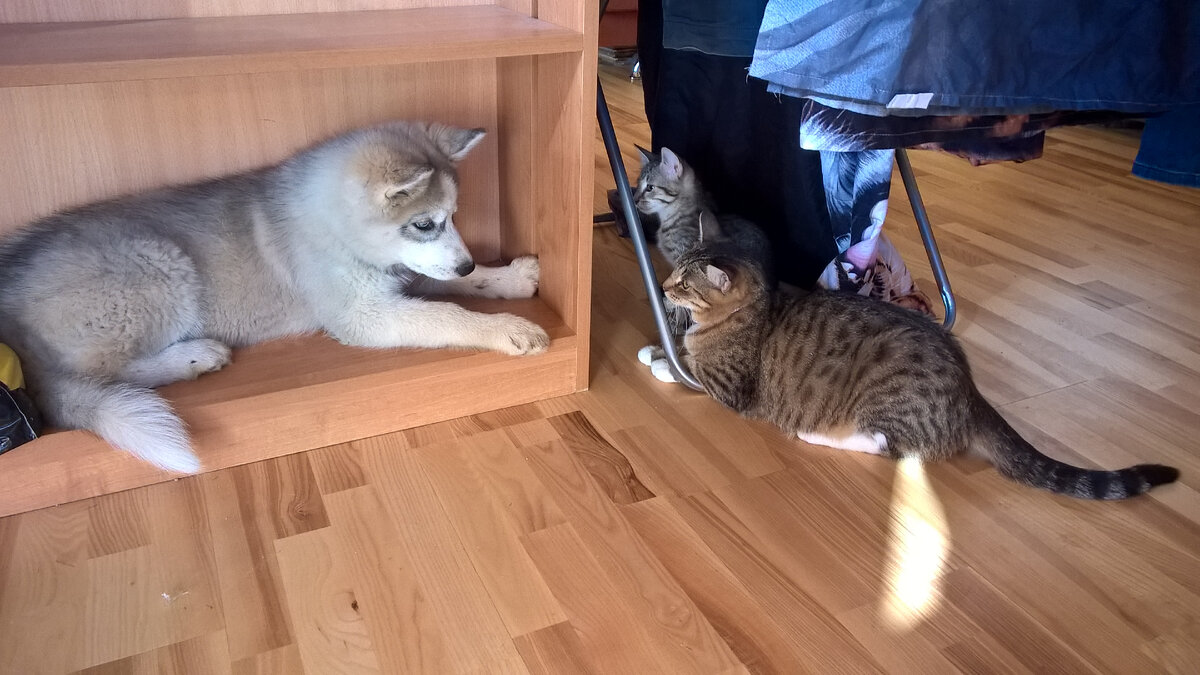 Ласка и Маруся