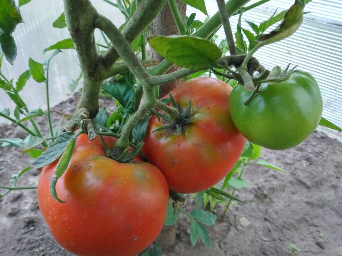 Полистайте галерею, пожалуйста