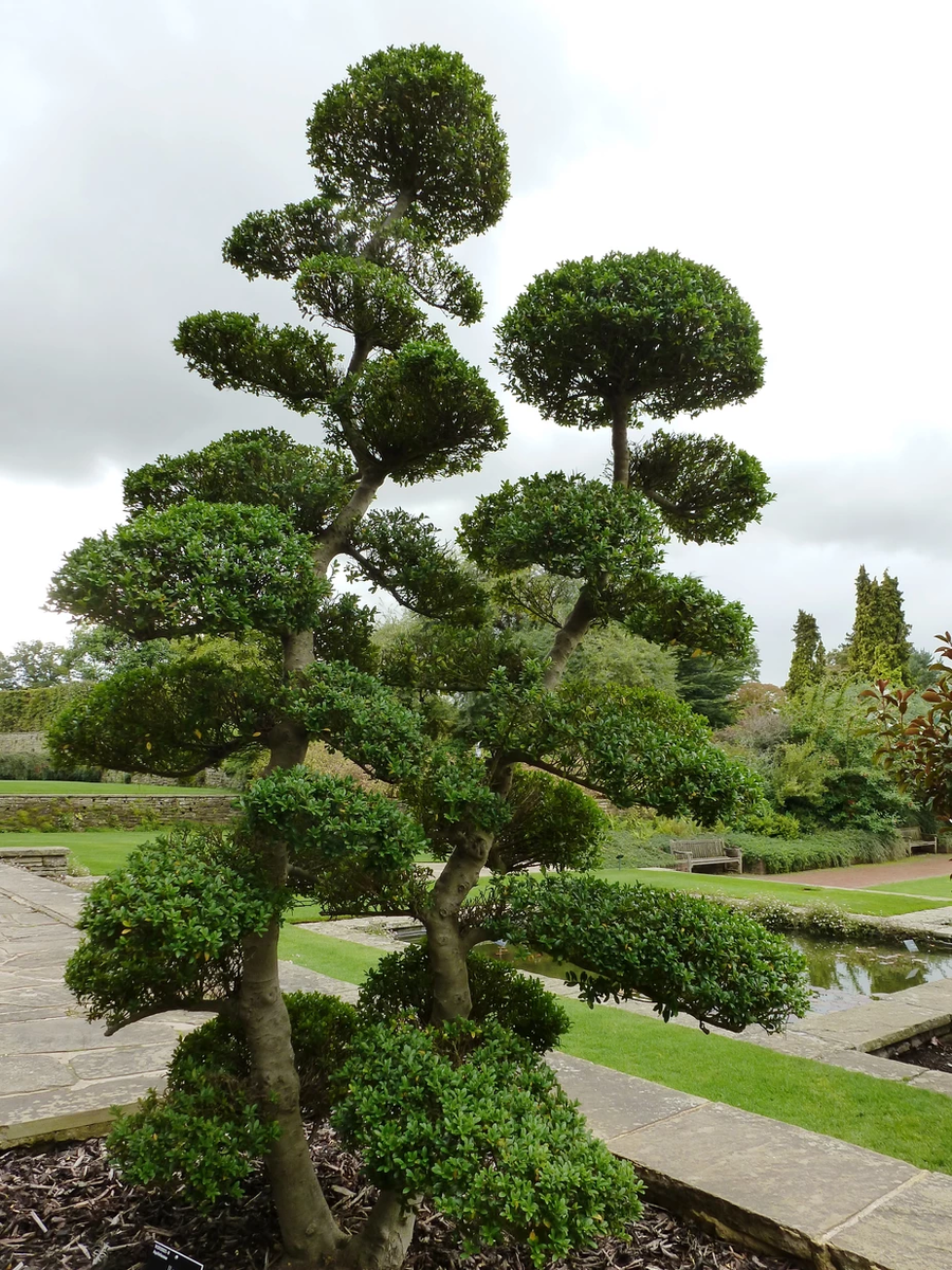 Один из видов так называемой облачной формы дерева.