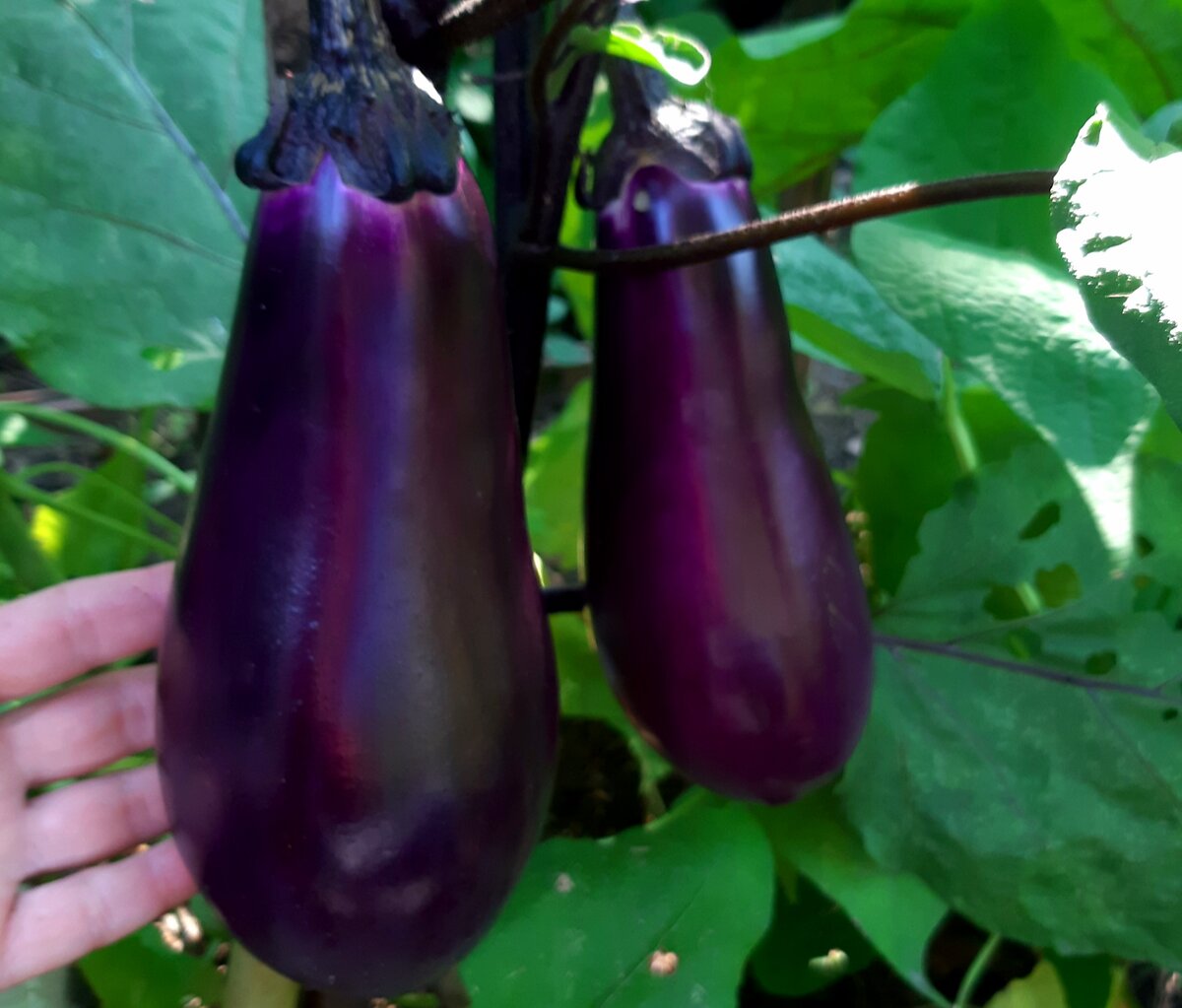 "Вера". Фото автора. 