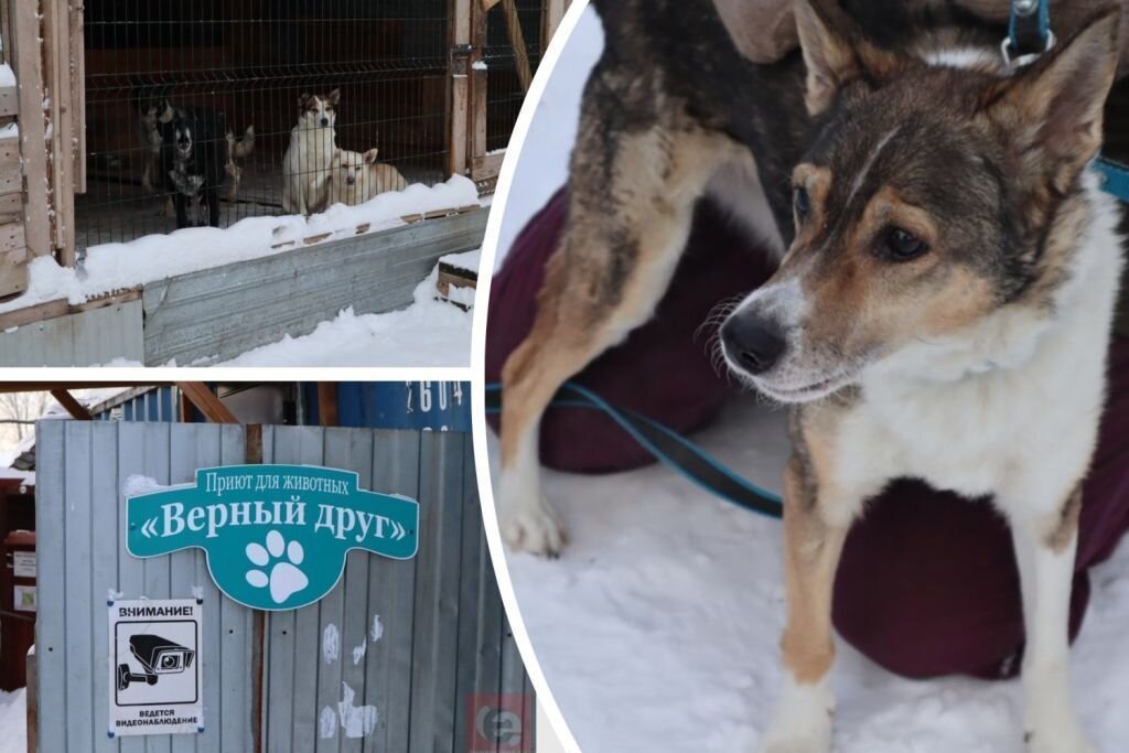приют преданные. приют преданные. приют преданные. переполненный приют. собачий приют в кемерово.