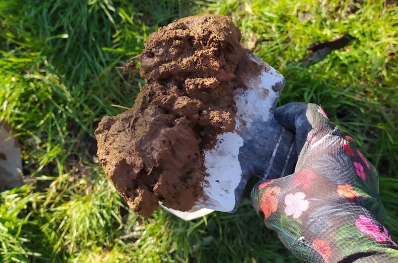 Вот таким раствором замазываю ствол яблони.