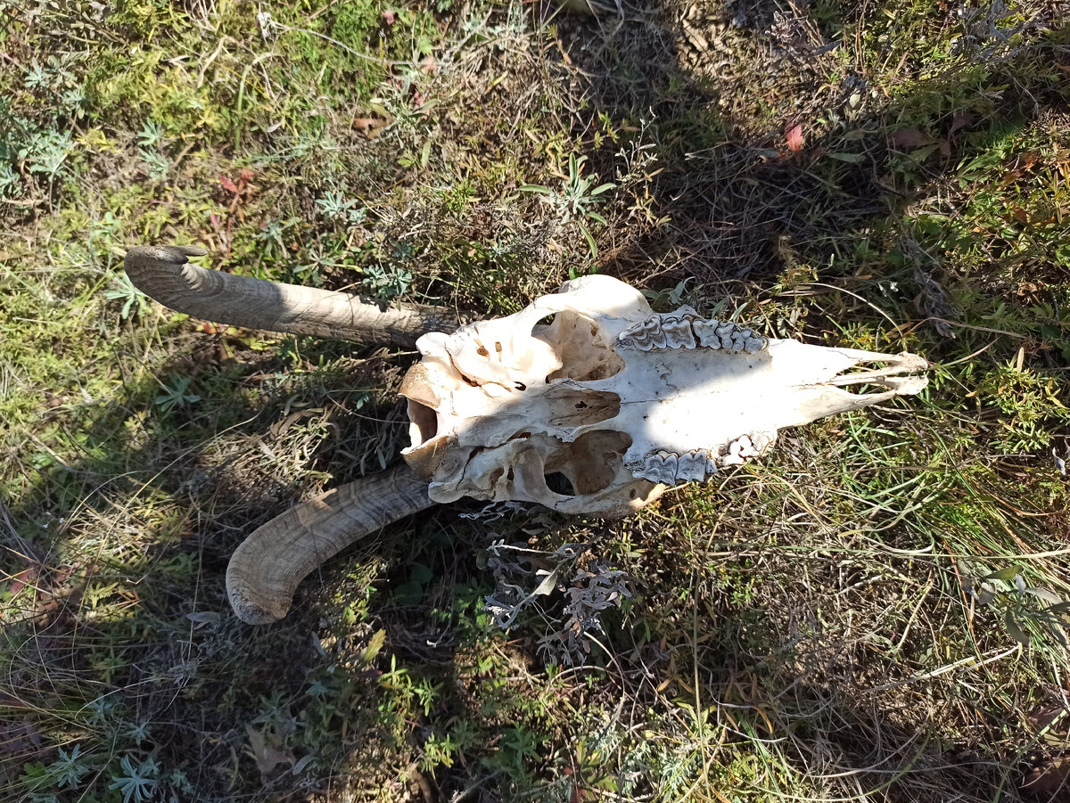 Похоже на знак Бафомета. Группа "Король и Шут" написала бы об этом песню.