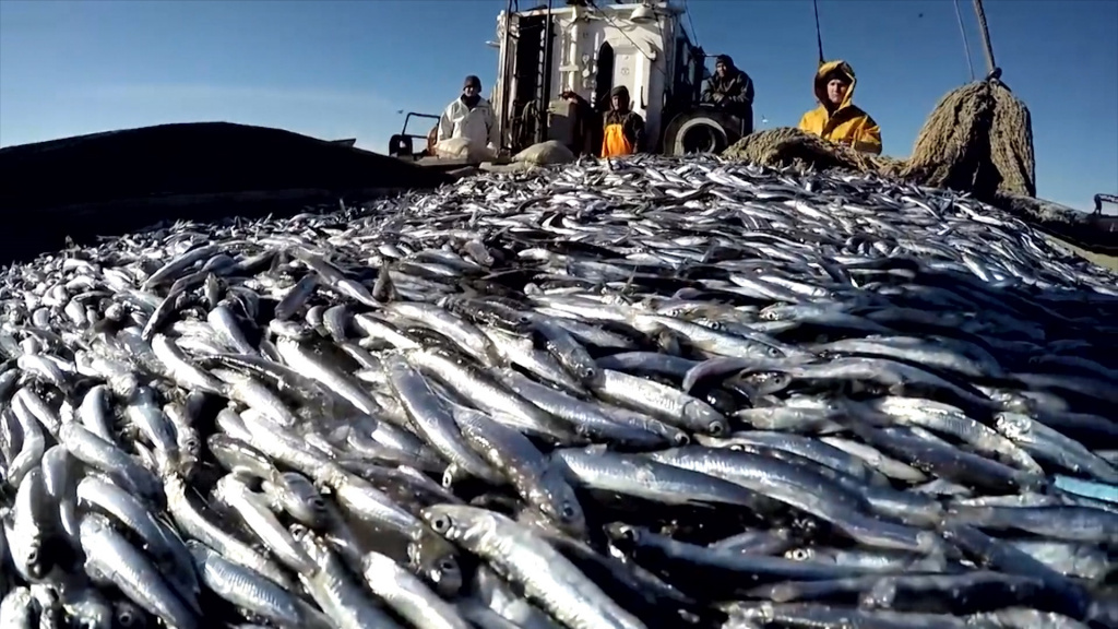 Рыбная промышленность Астрахань. Балтийское море промышленный лов рыбы. Добыча рыбы в черном море в 2021 году. Рыбный промысел. Улов приморская